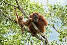 PanEco: Orang-Utan-Schutzprogramm auf Sumatra