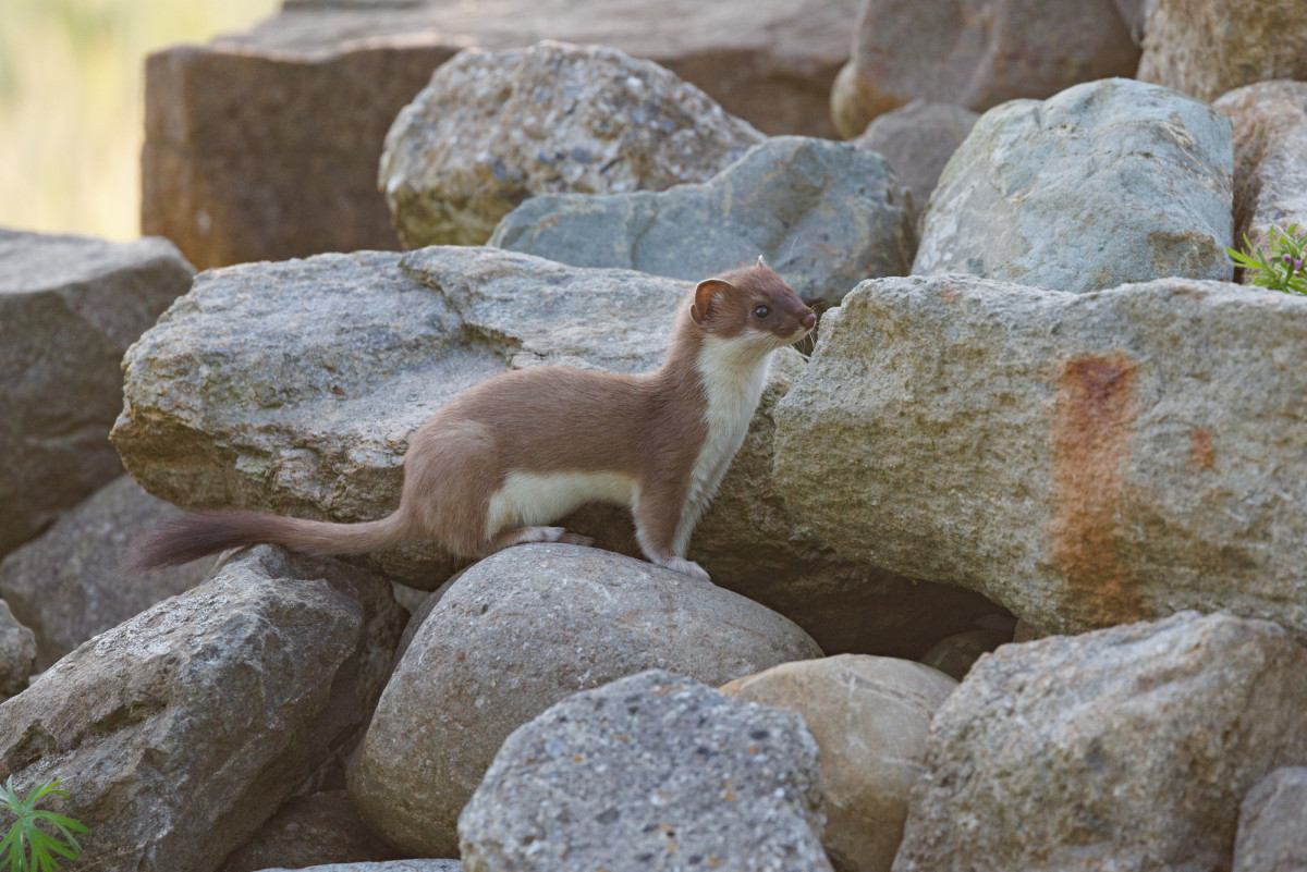 Der Wildpark als Wieselparadies